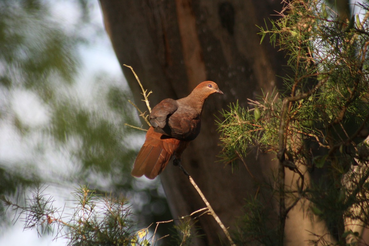 Brown Cuckoo-Dove - ML643749392