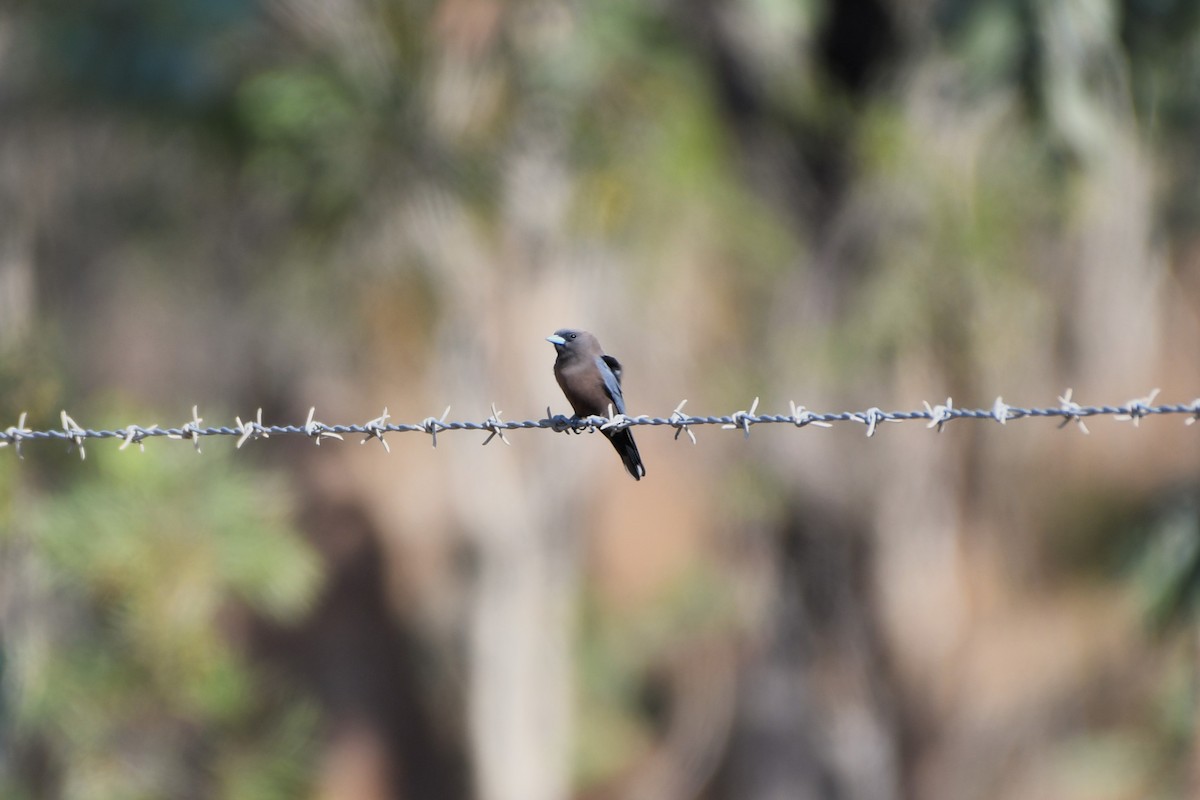 Little Woodswallow - ML643749421