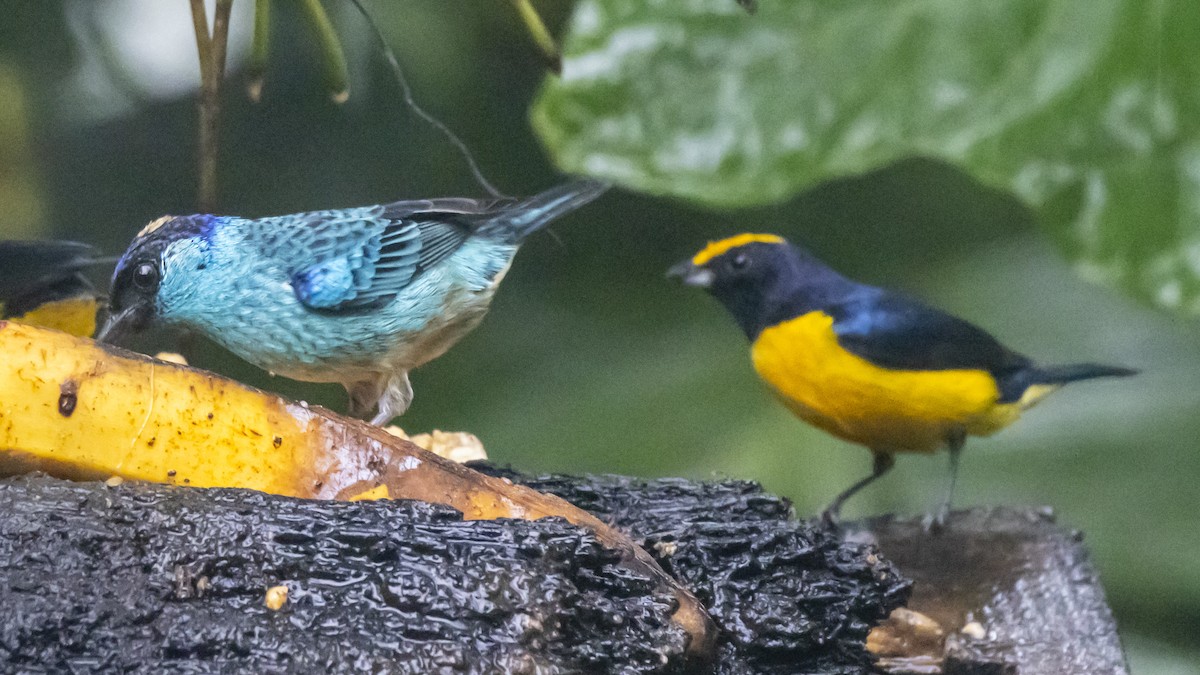 Orange-bellied Euphonia - ML643749423