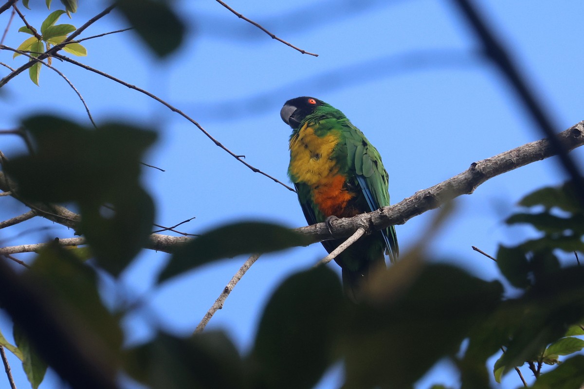 Maskeli Papağan - ML643749426