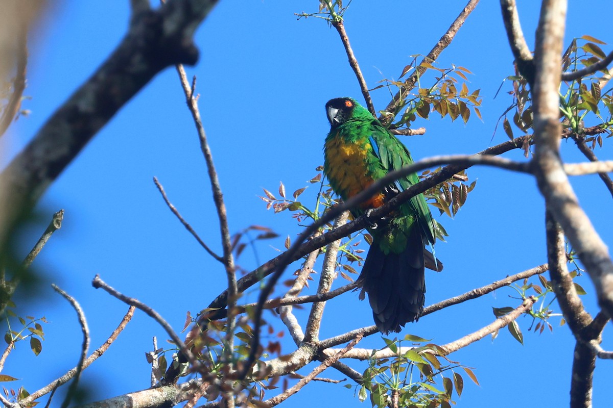 Maskeli Papağan - ML643749427