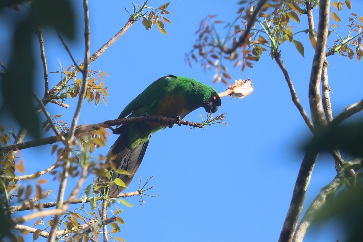 Maskeli Papağan - ML643749428