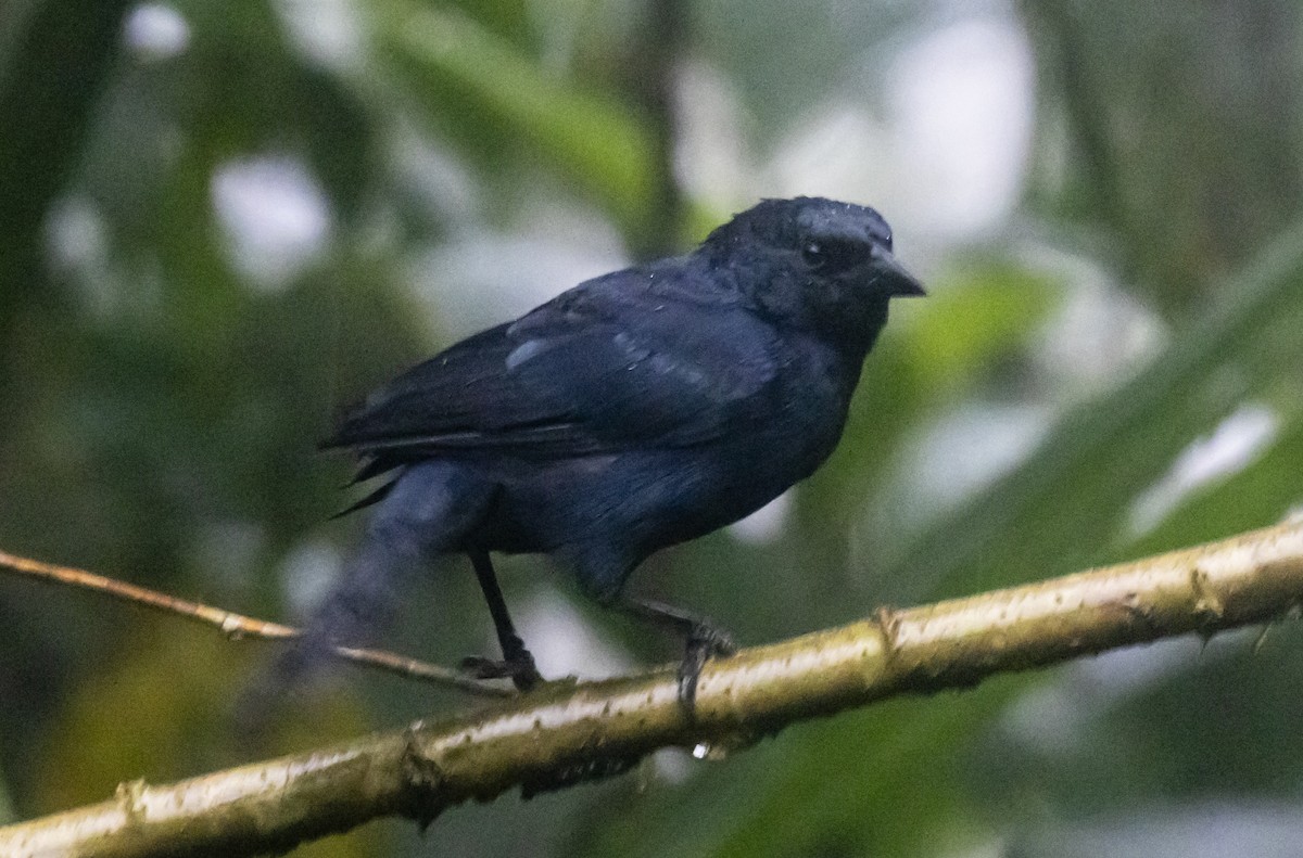 Scrub Blackbird - ML643749432