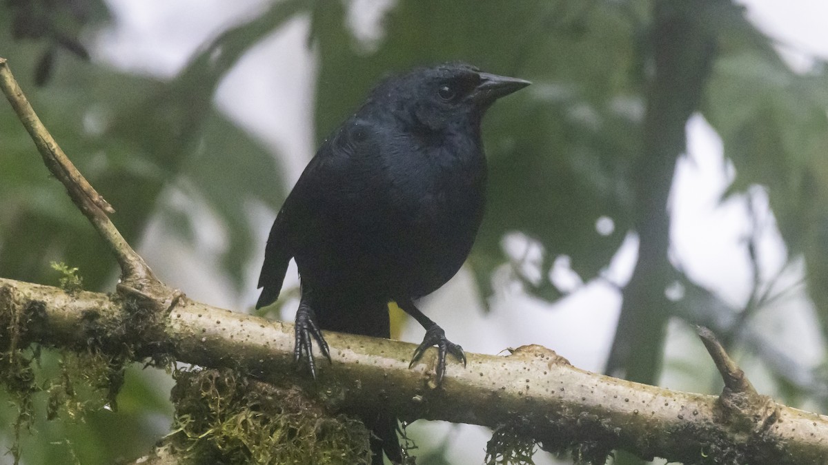 Scrub Blackbird - ML643749433