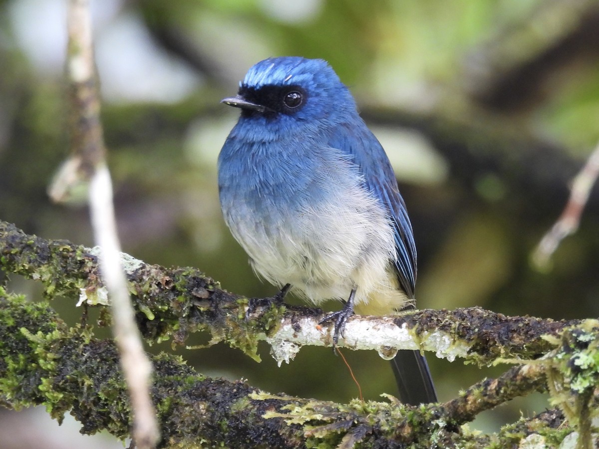 Indigo Flycatcher - ML643749435