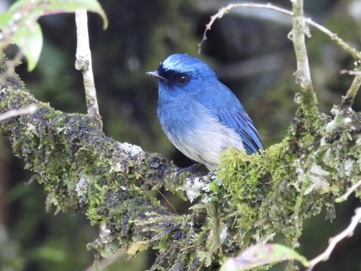 Indigo Flycatcher - ML643749436