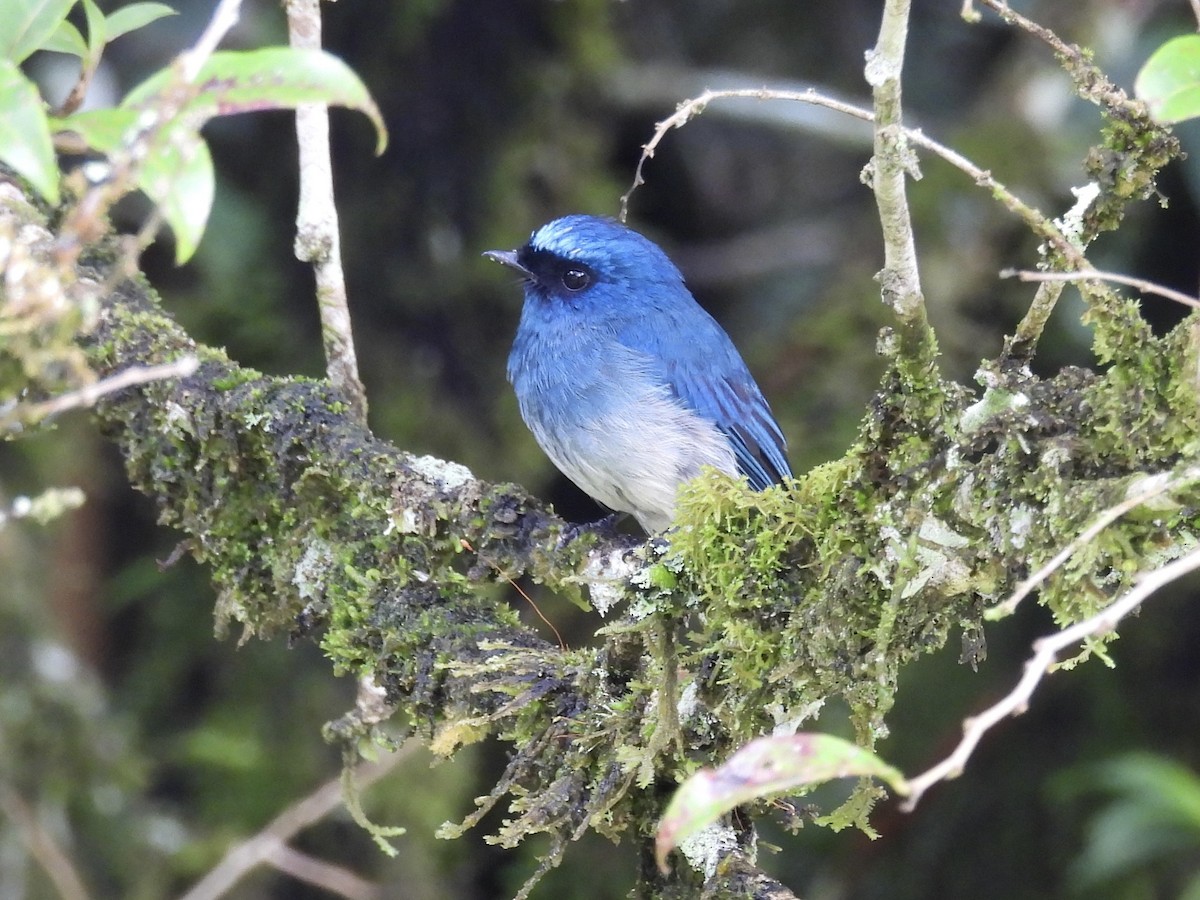 Indigo Flycatcher - ML643749437
