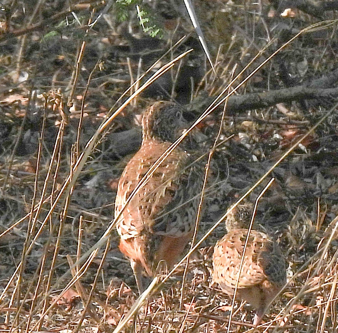 Barred Buttonquail - ML643749443