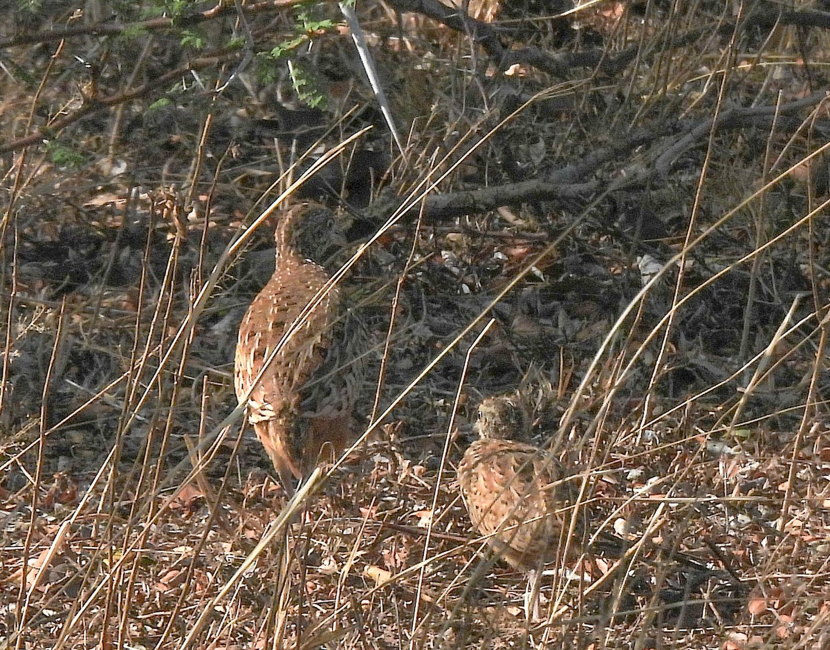 Barred Buttonquail - ML643749444