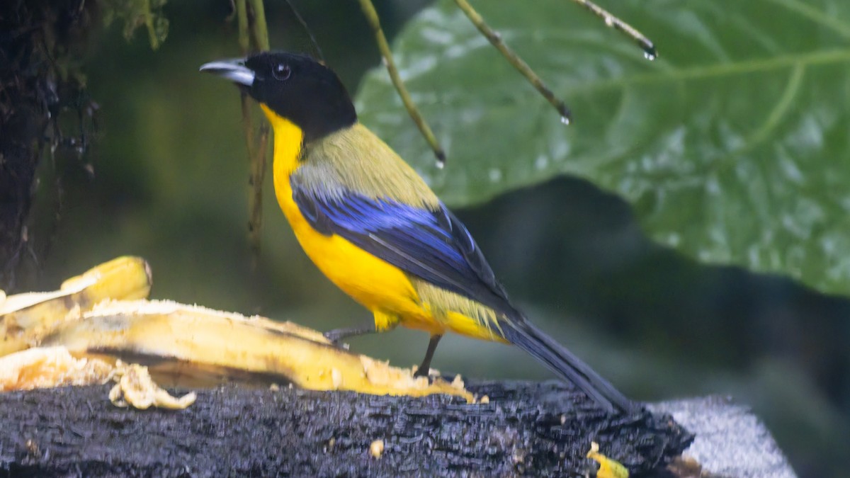 Black-chinned Mountain Tanager - ML643749445