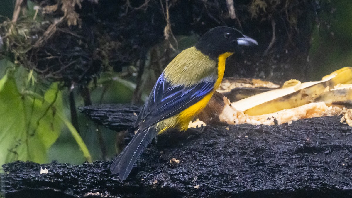 Black-chinned Mountain Tanager - ML643749447