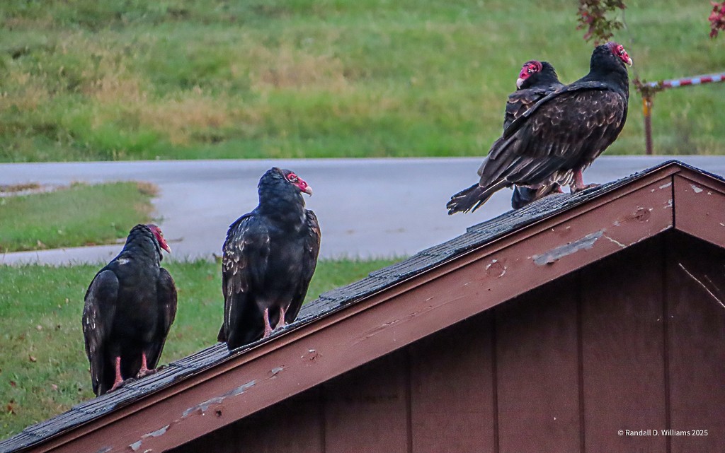 Turkey Vulture - ML643749449
