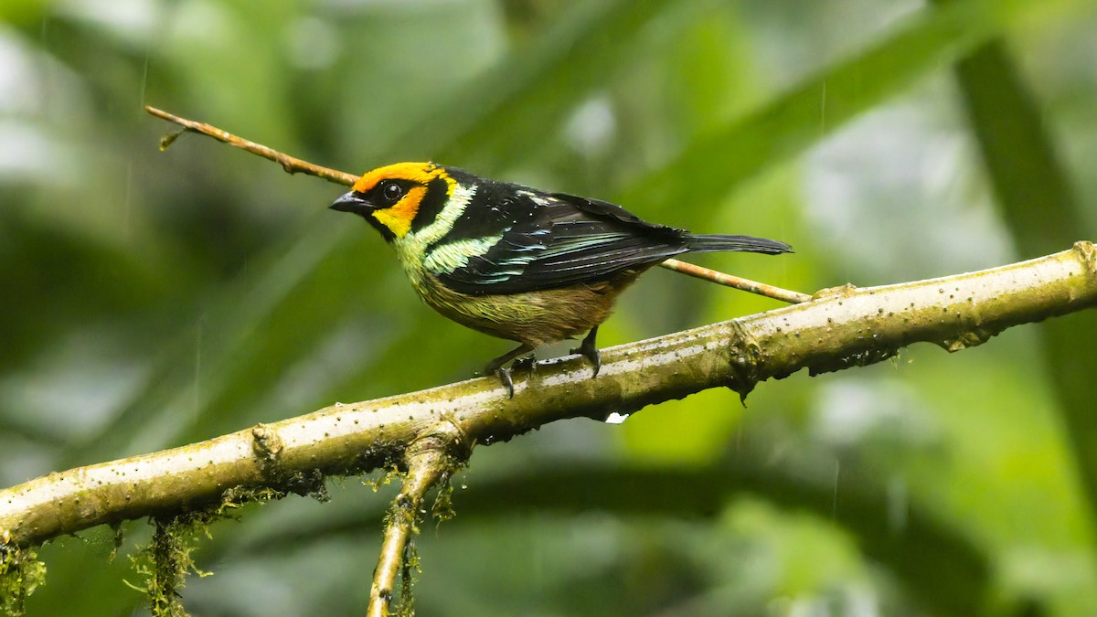 Flame-faced Tanager - ML643749457