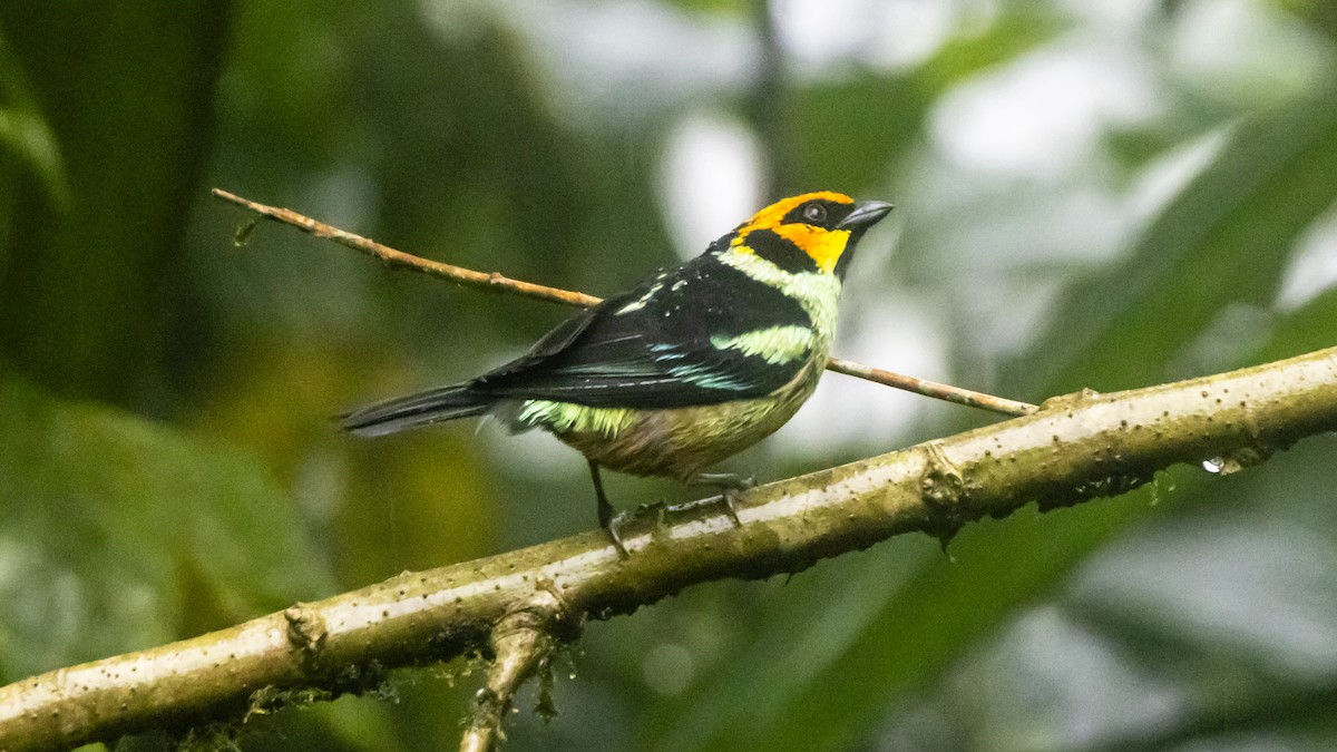 Flame-faced Tanager - ML643749458