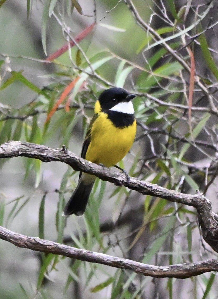 Golden Whistler (Western) - ML643749468