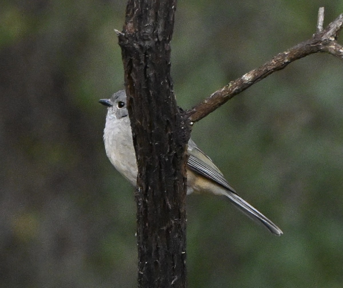 Golden Whistler (Western) - ML643749470