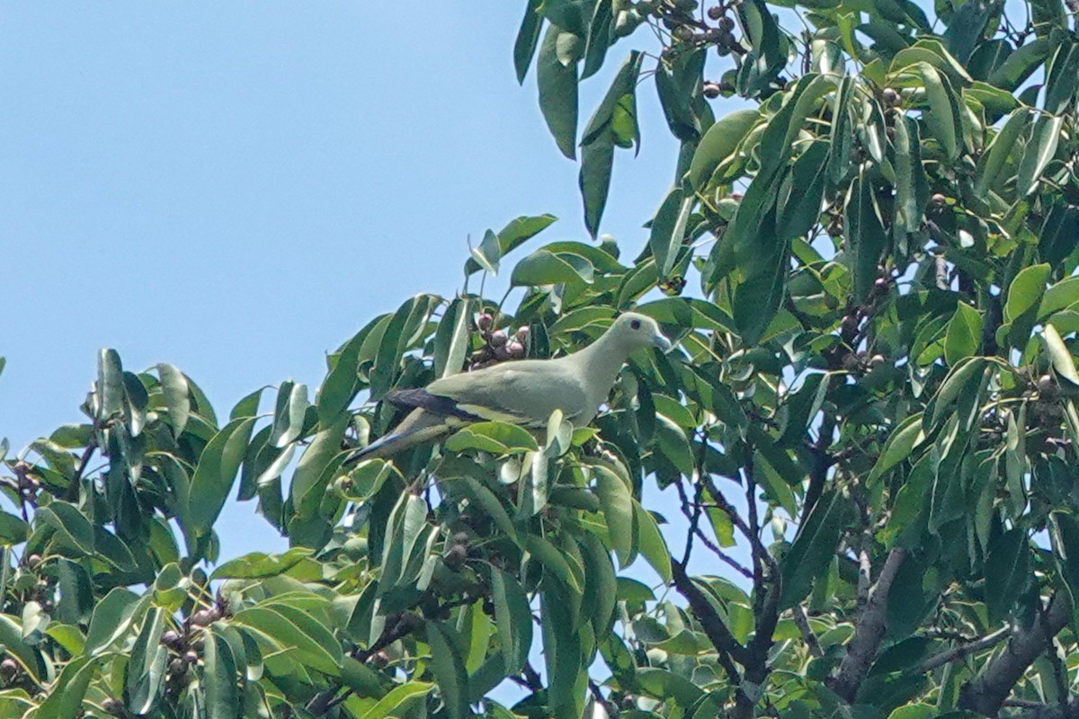 Pink-necked Green-Pigeon - ML643749478
