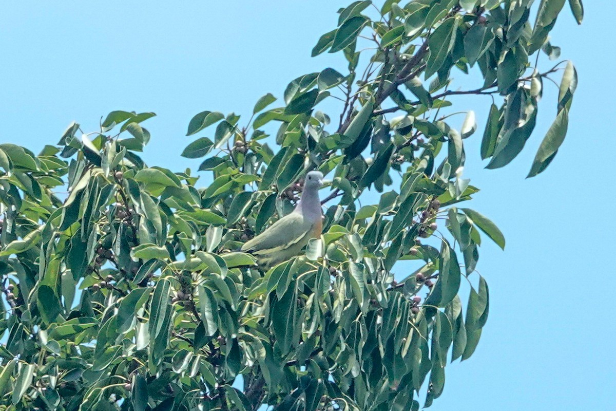 Pink-necked Green-Pigeon - ML643749479