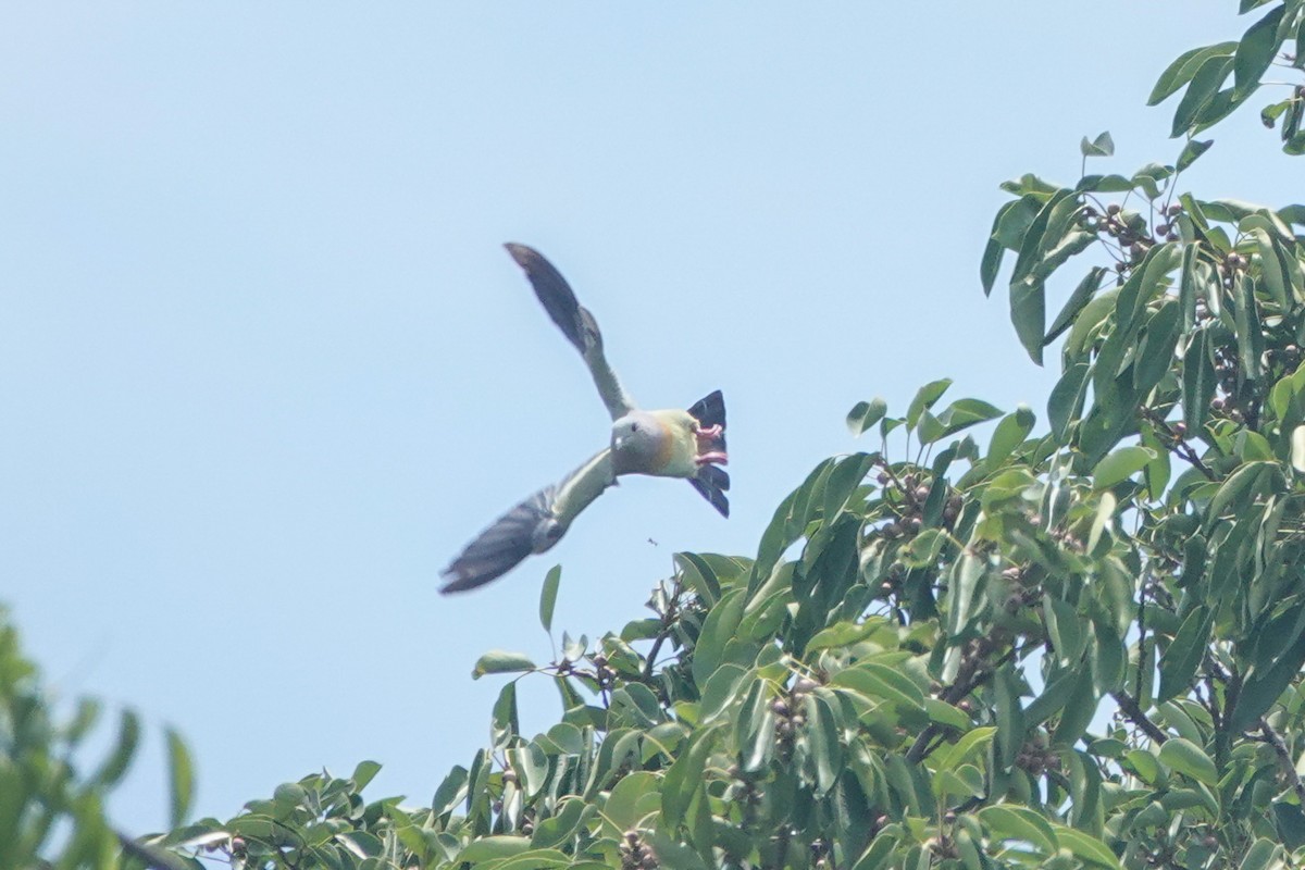 Pink-necked Green-Pigeon - ML643749480