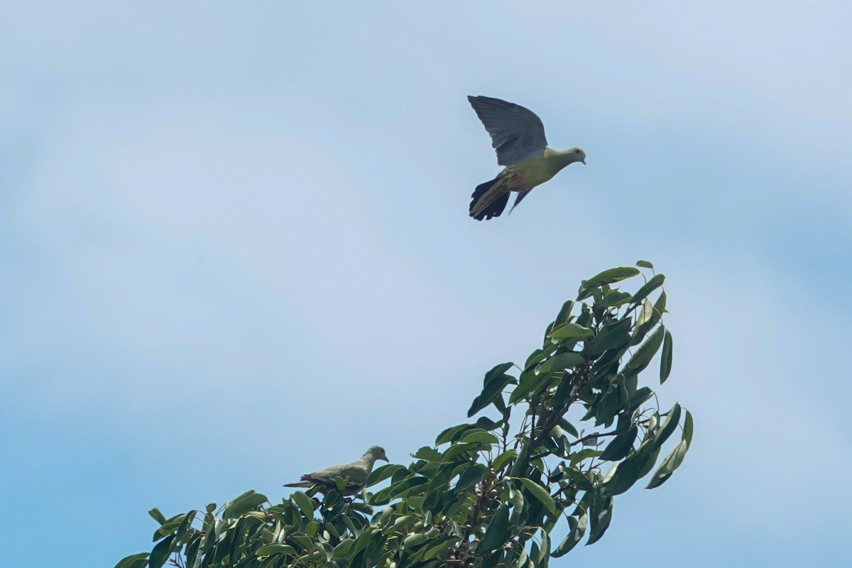 Pink-necked Green-Pigeon - ML643749481