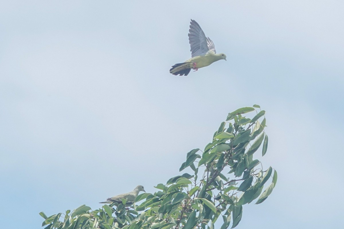 Pink-necked Green-Pigeon - ML643749482