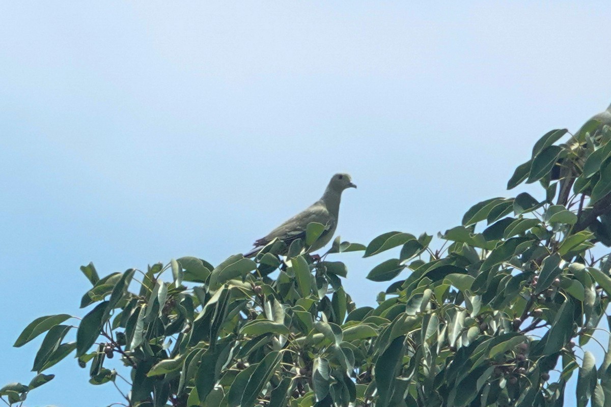 Pink-necked Green-Pigeon - ML643749483