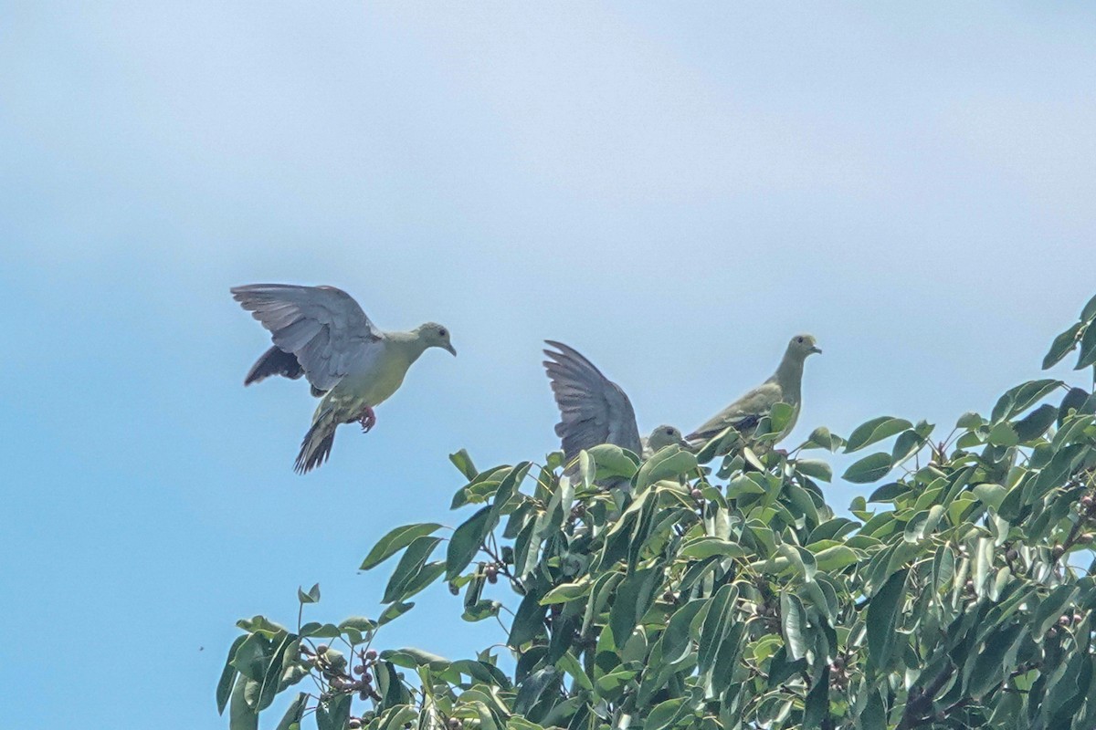 Pink-necked Green-Pigeon - ML643749484
