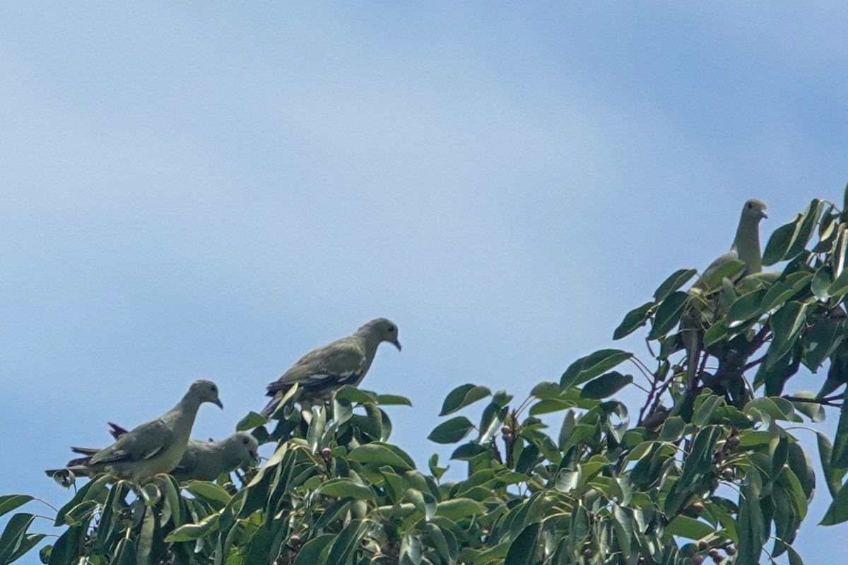 Pink-necked Green-Pigeon - ML643749485