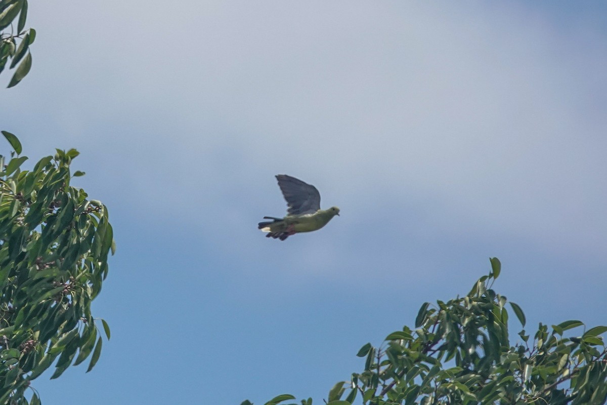 Pink-necked Green-Pigeon - ML643749489