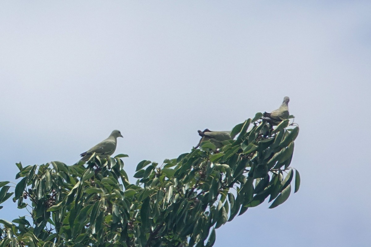 Pink-necked Green-Pigeon - ML643749490