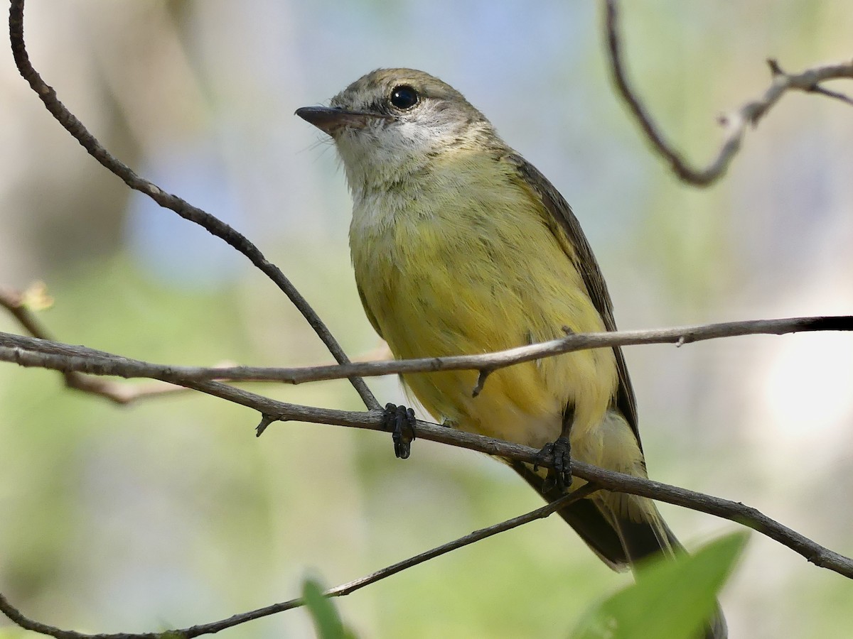 Lemon-bellied Flyrobin - ML643749496