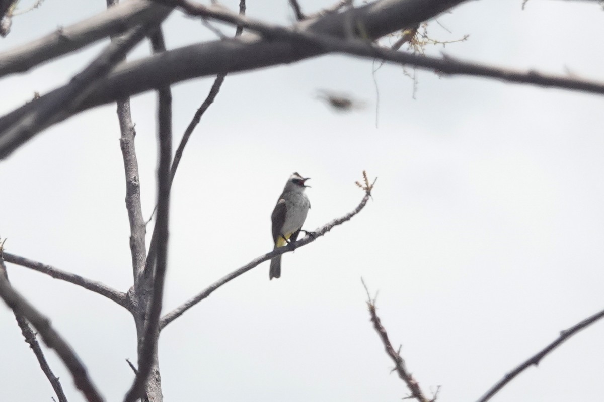 Yellow-vented Bulbul (Sunda) - ML643749497