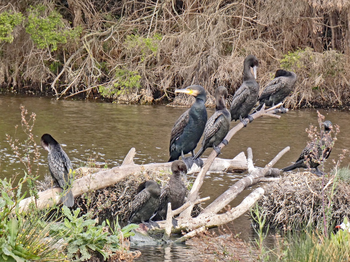 Great Cormorant - ML643749509