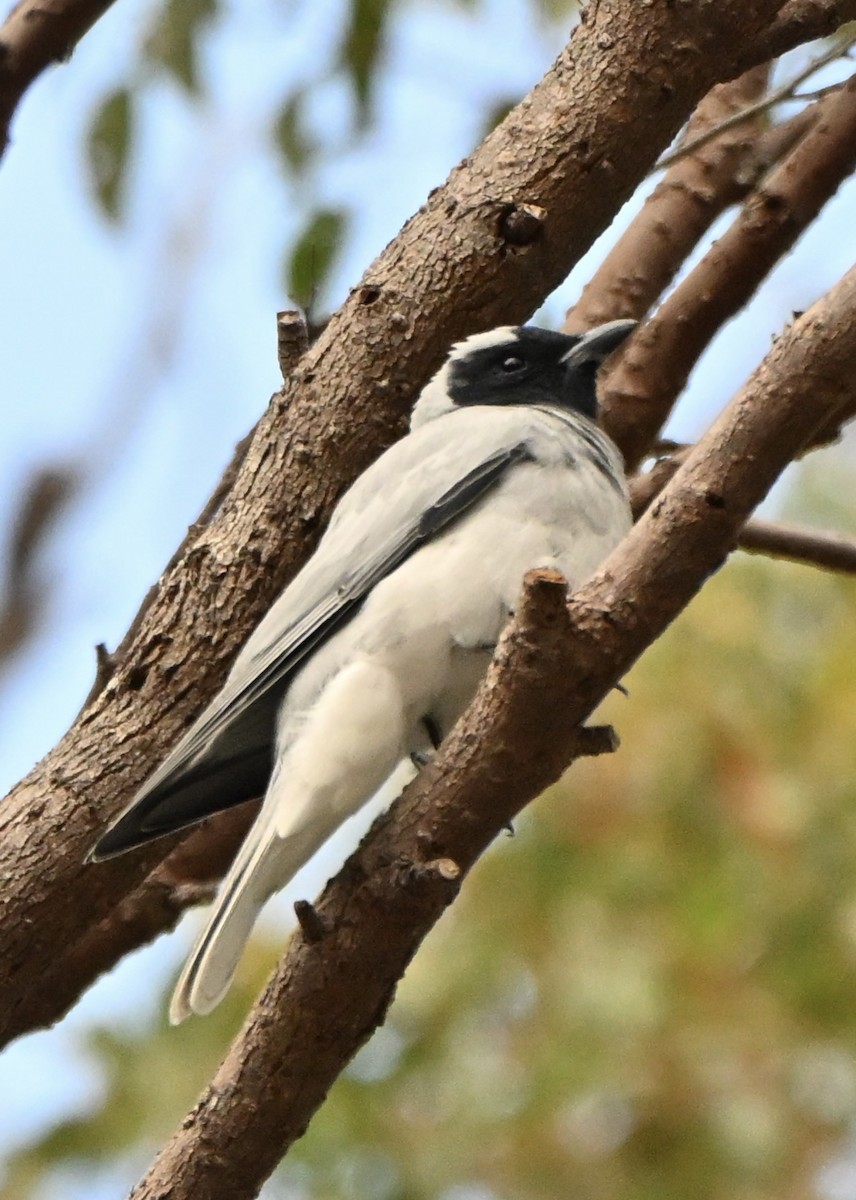 Oruguero Carinegro - ML643749510