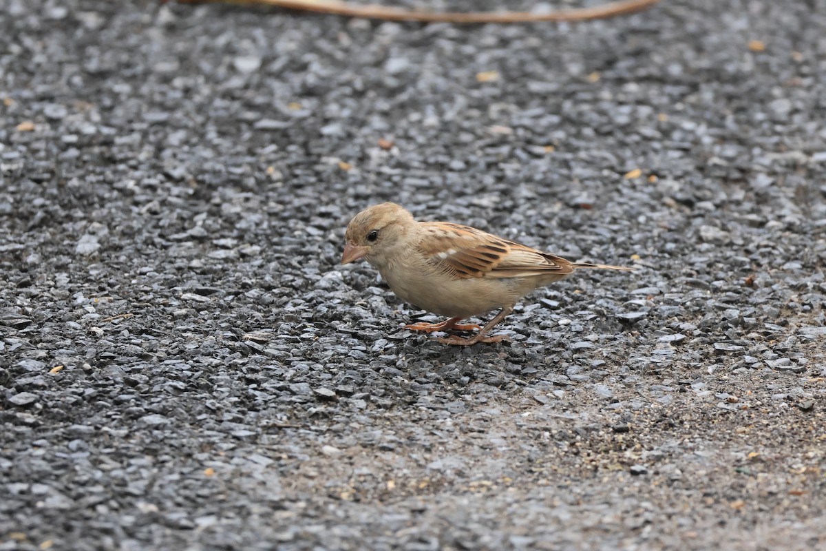 House Sparrow - ML643749517