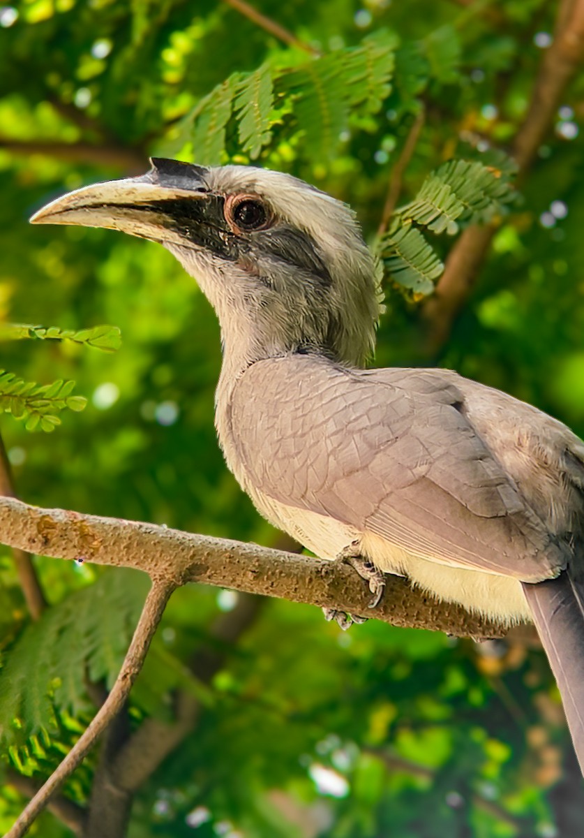 Indian Gray Hornbill - ML643749525