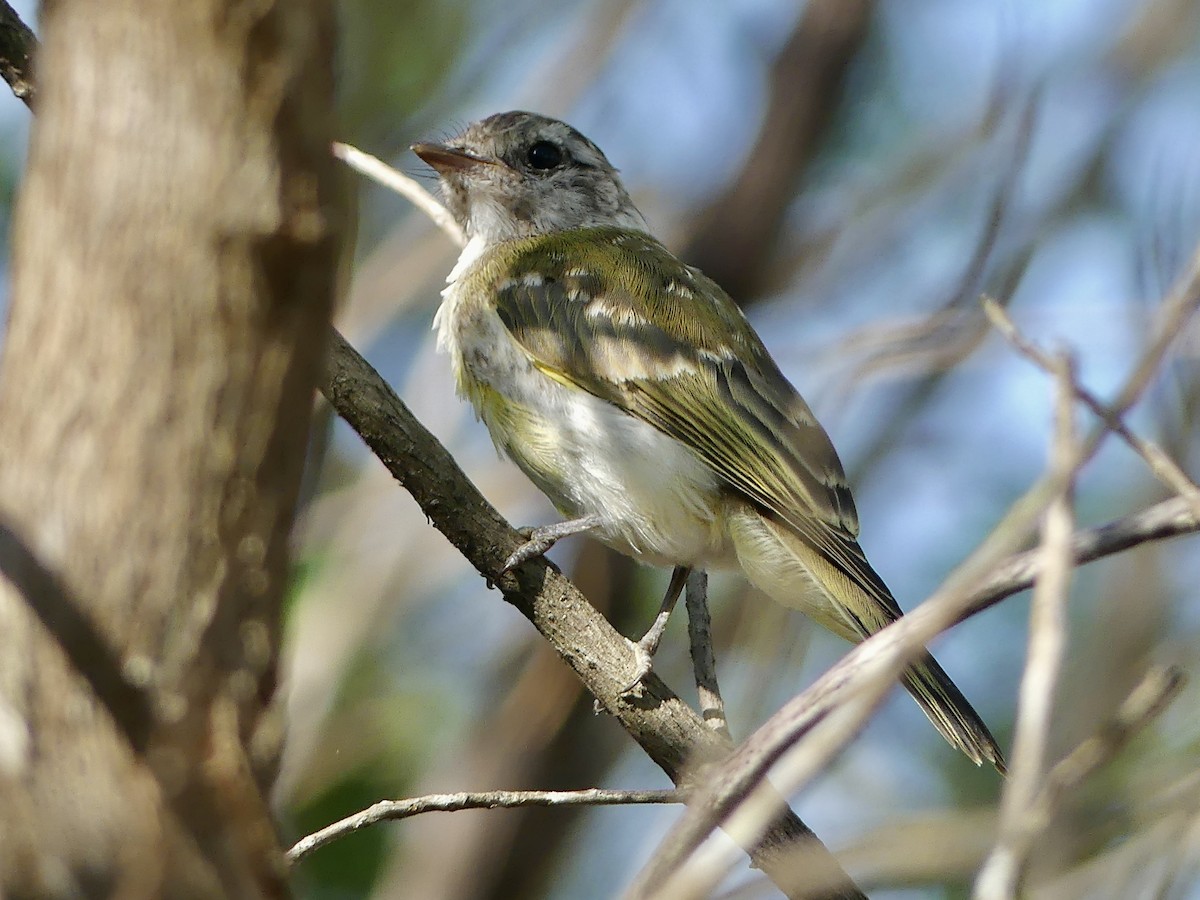 Lemon-bellied Flyrobin - ML643749529