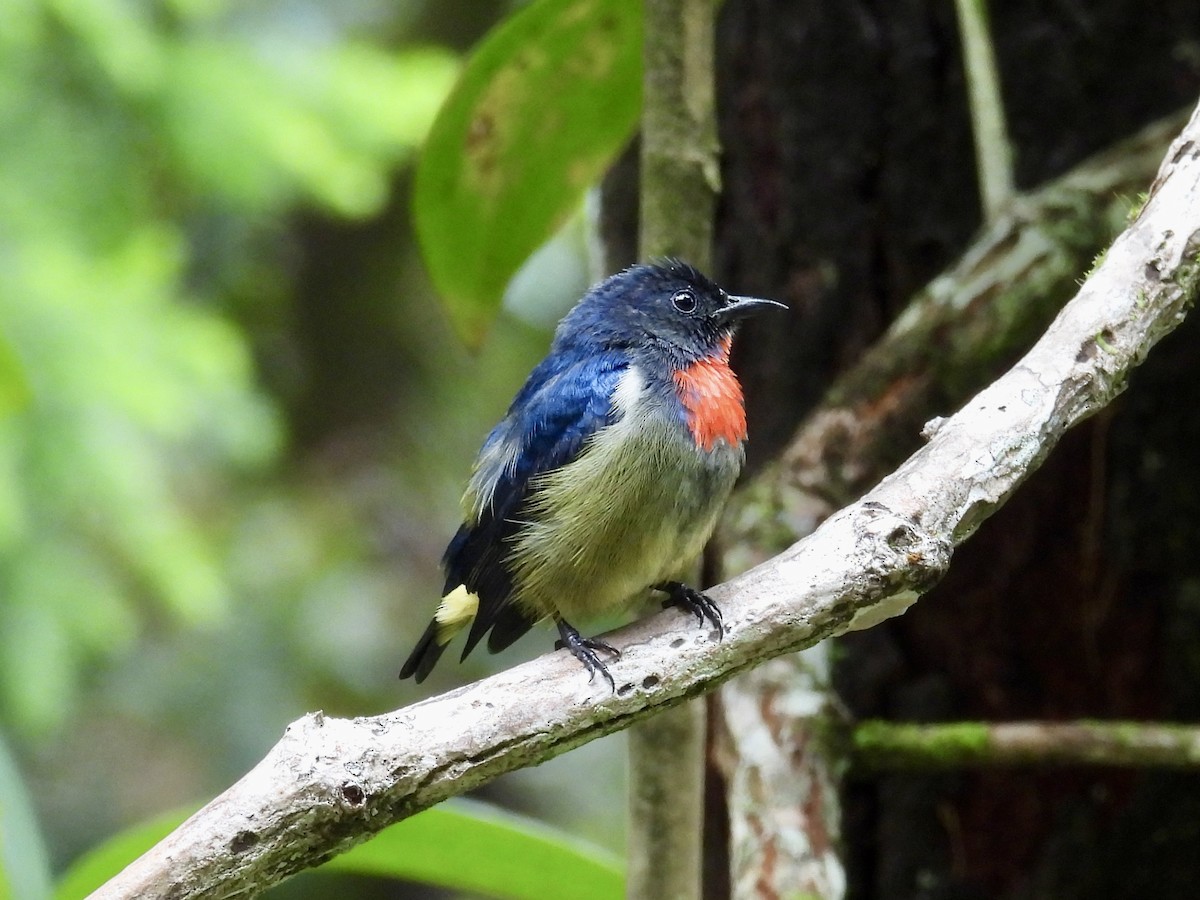 Black-sided Flowerpecker - ML643749534