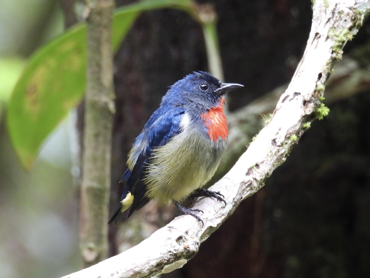 Black-sided Flowerpecker - ML643749535