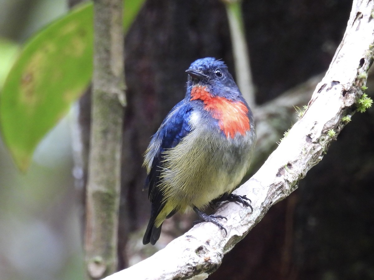 Black-sided Flowerpecker - ML643749536