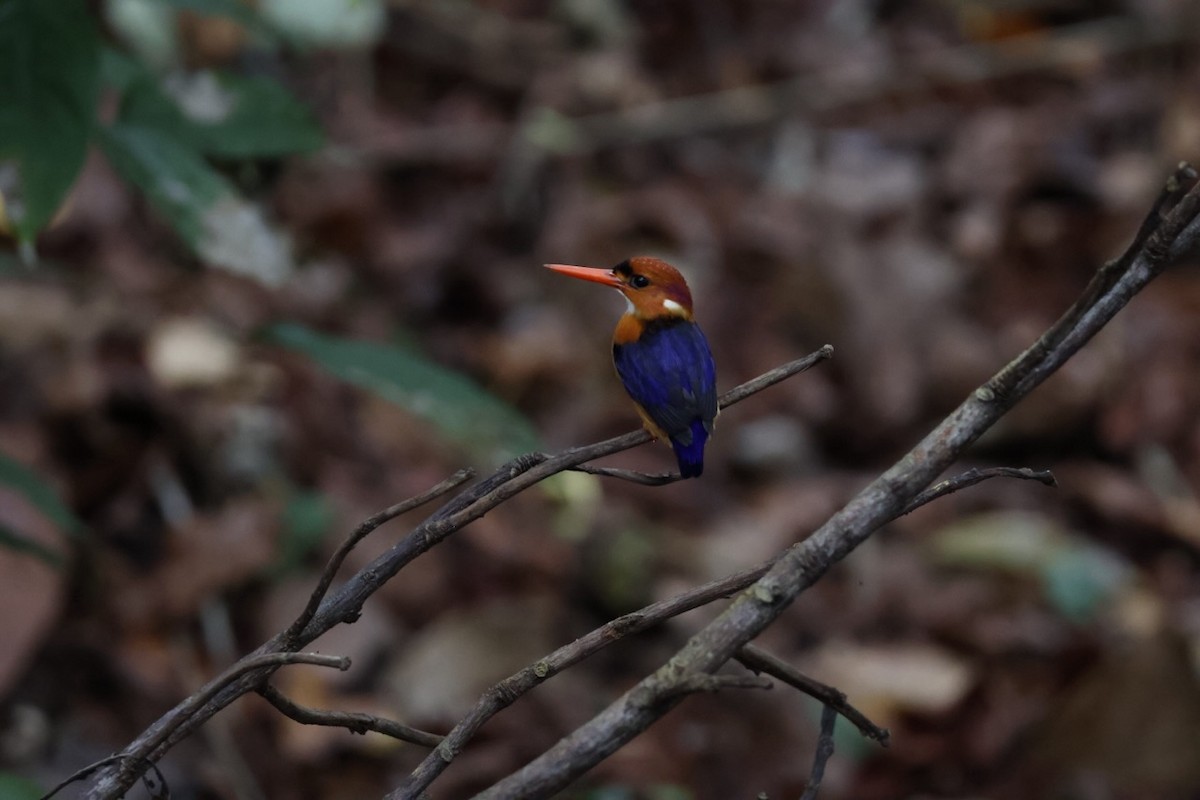 African Dwarf Kingfisher - ML643749537