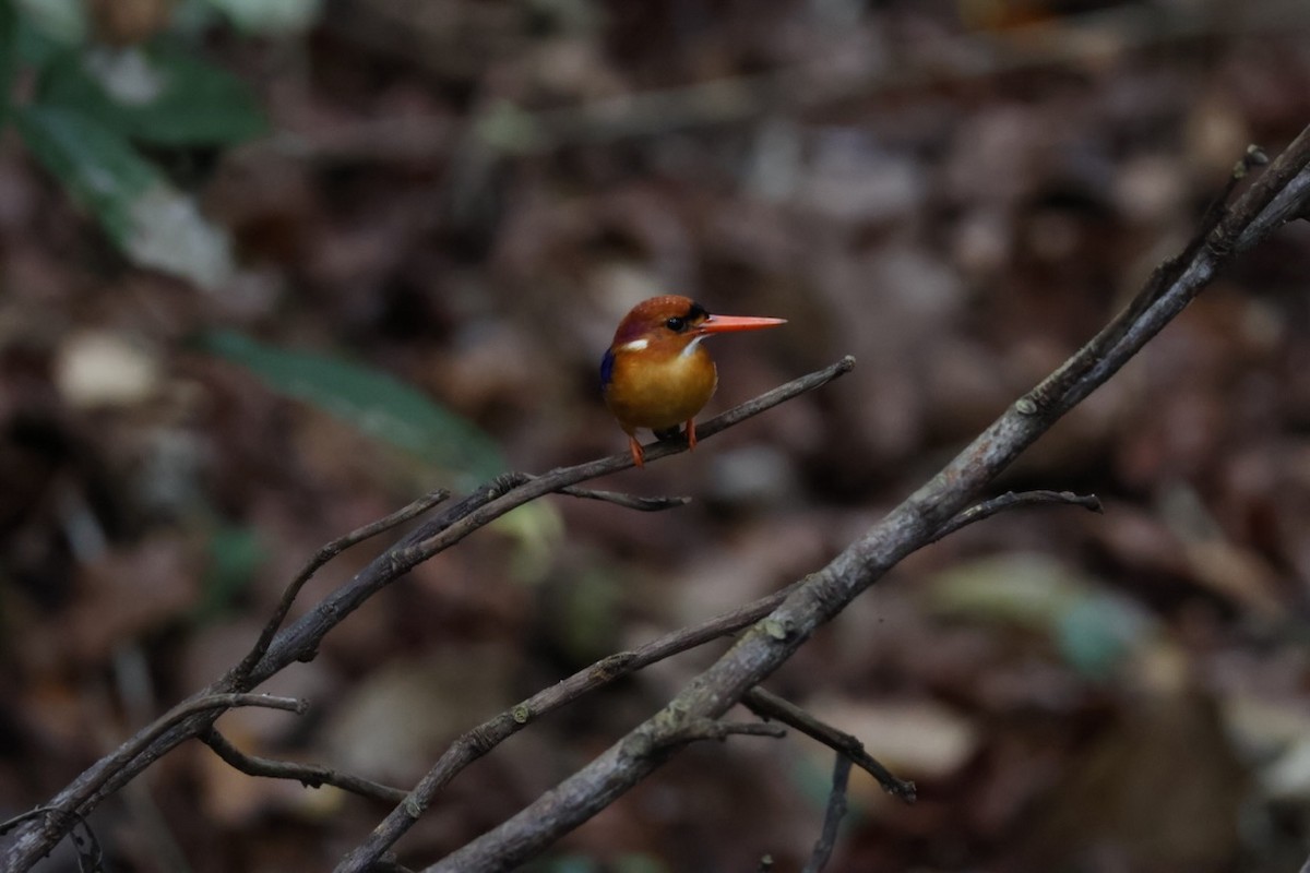 African Dwarf Kingfisher - ML643749538