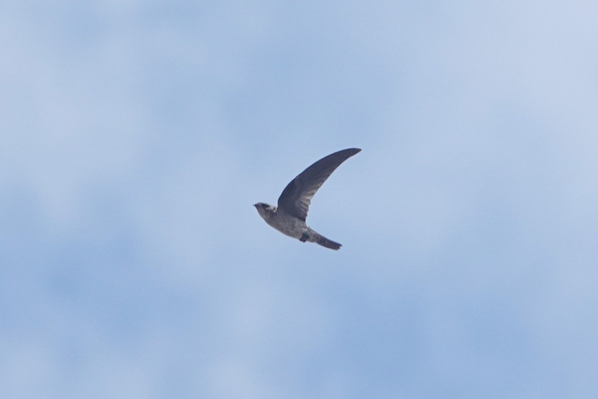 White-nest Swiftlet - ML643749550