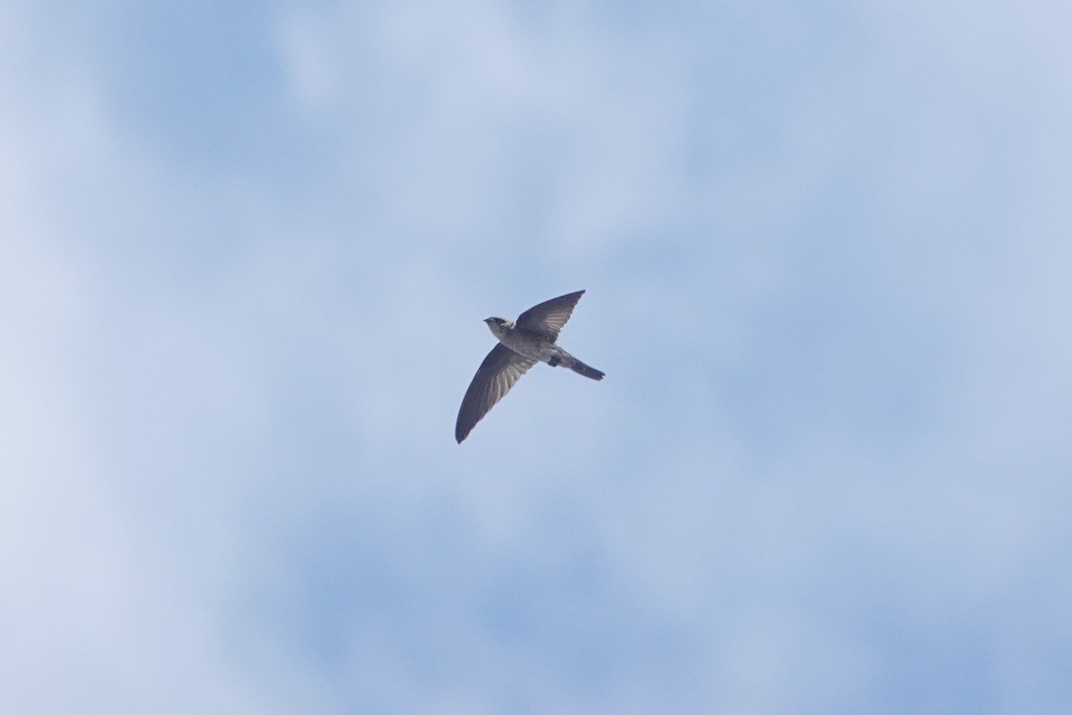 White-nest Swiftlet - ML643749551