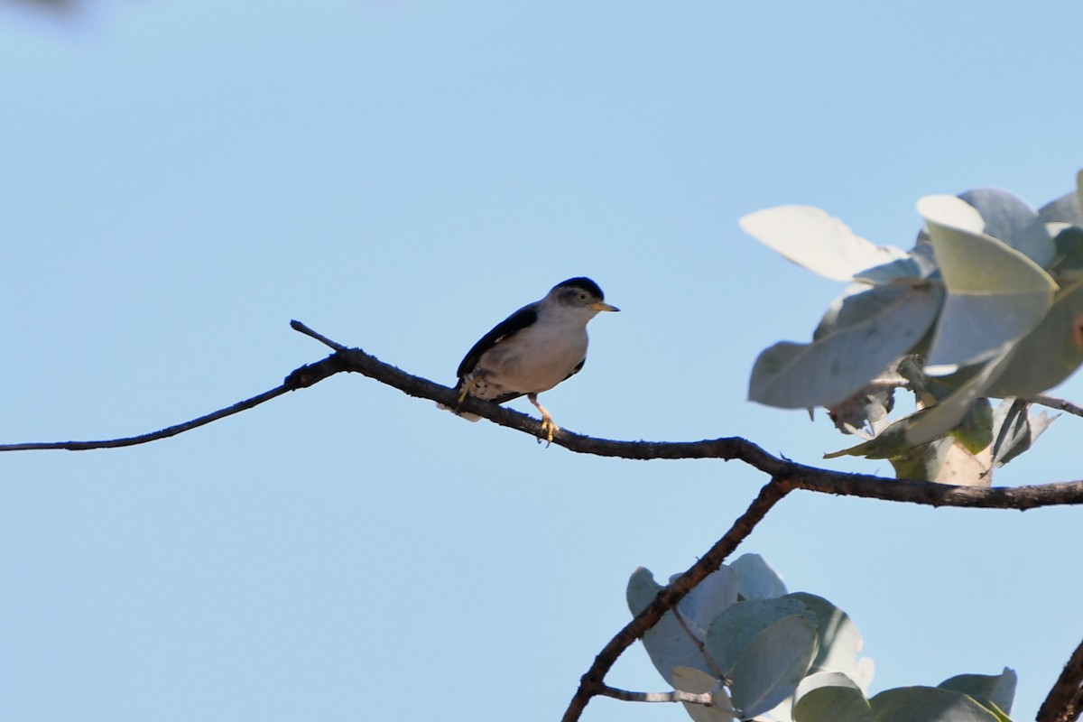 Varied Sittella (White-winged) - ML643749556