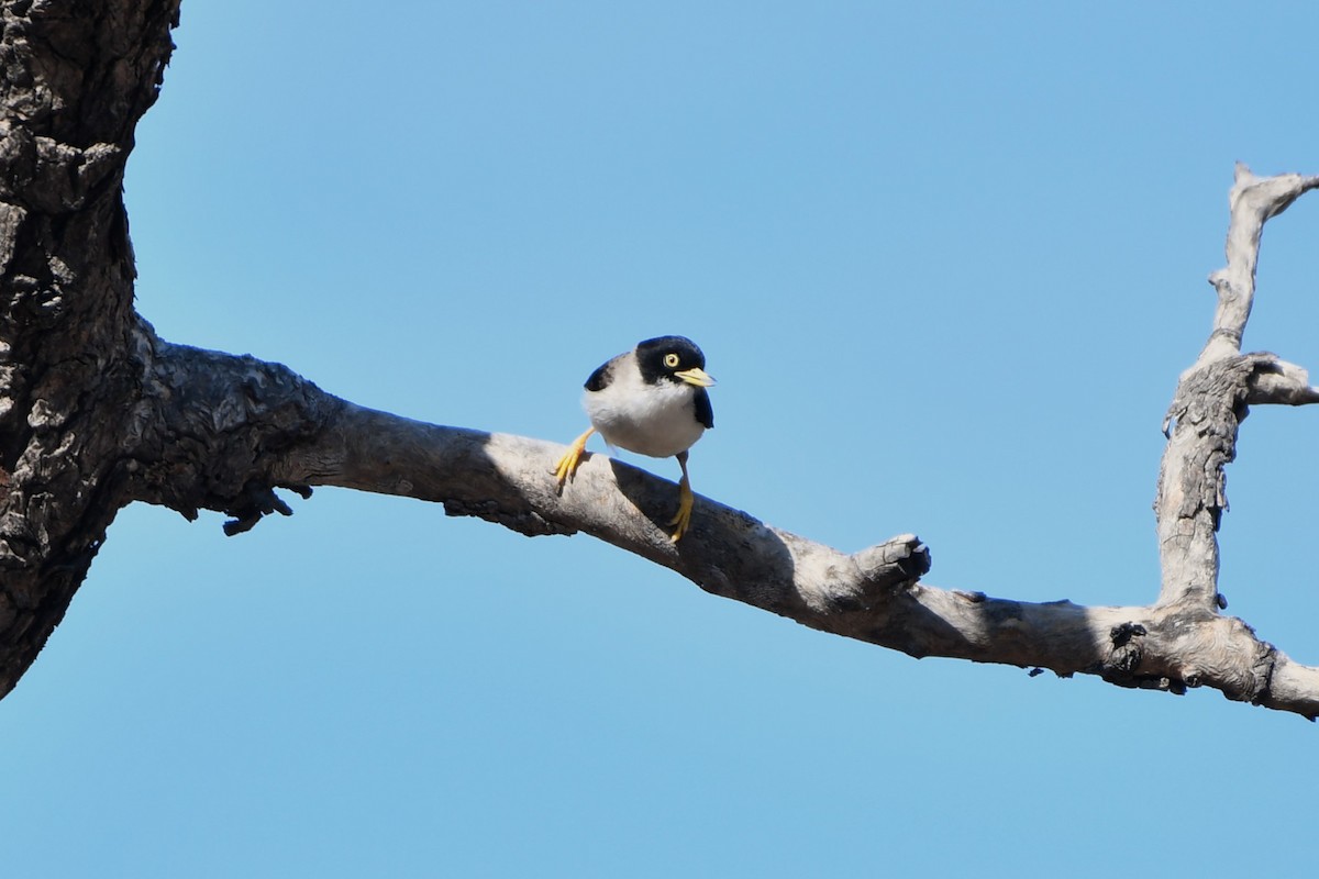 Varied Sittella (White-winged) - ML643749557