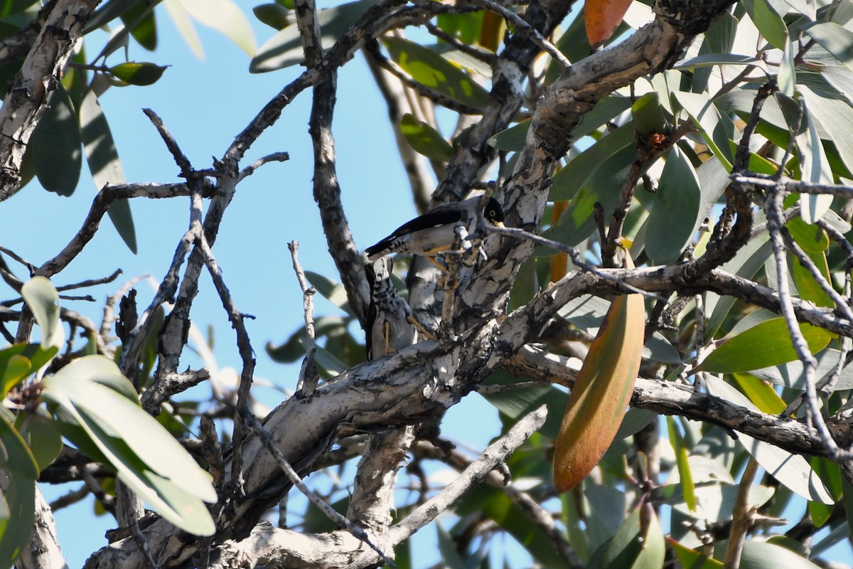 Varied Sittella (White-winged) - ML643749558