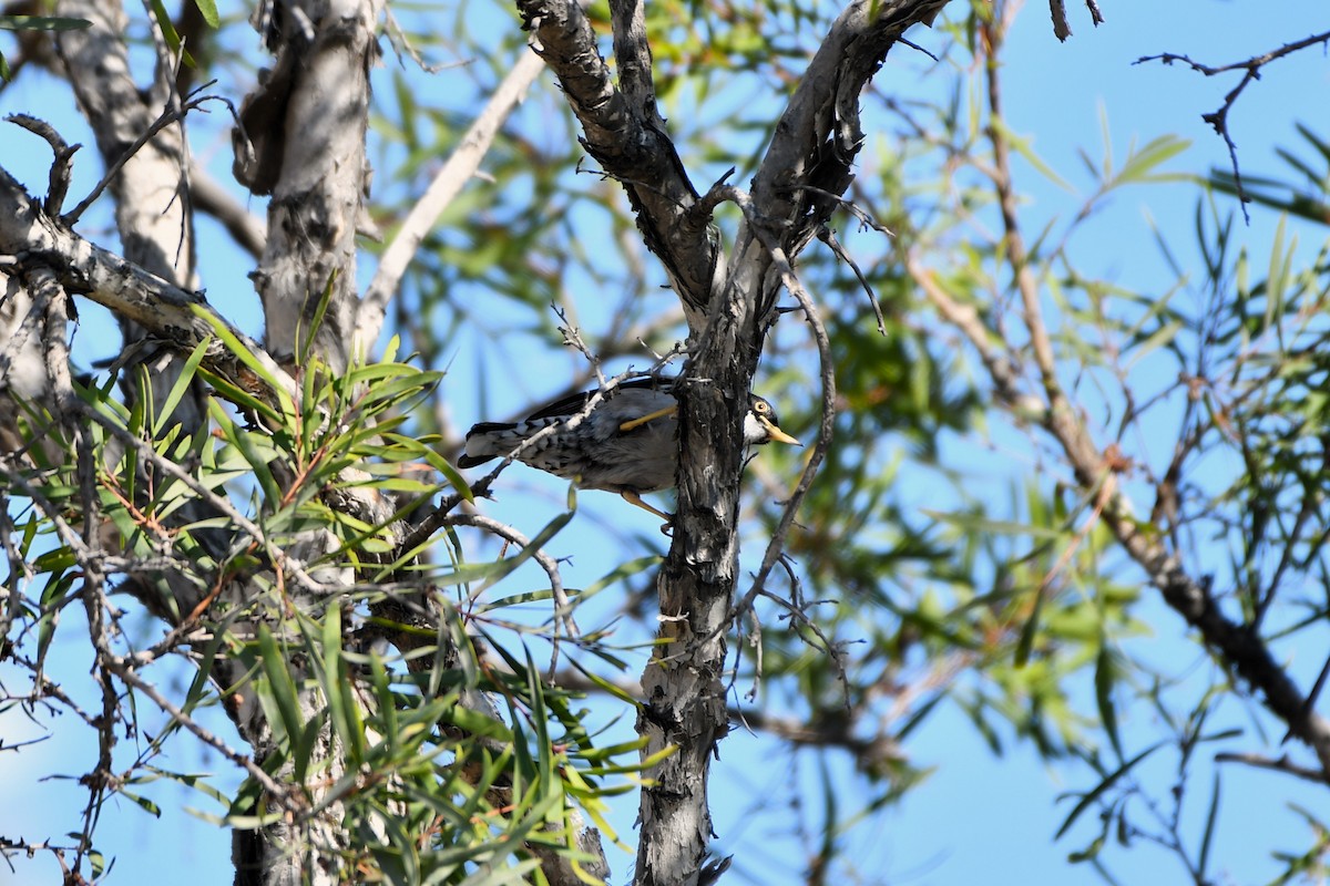 Varied Sittella (White-winged) - ML643749559