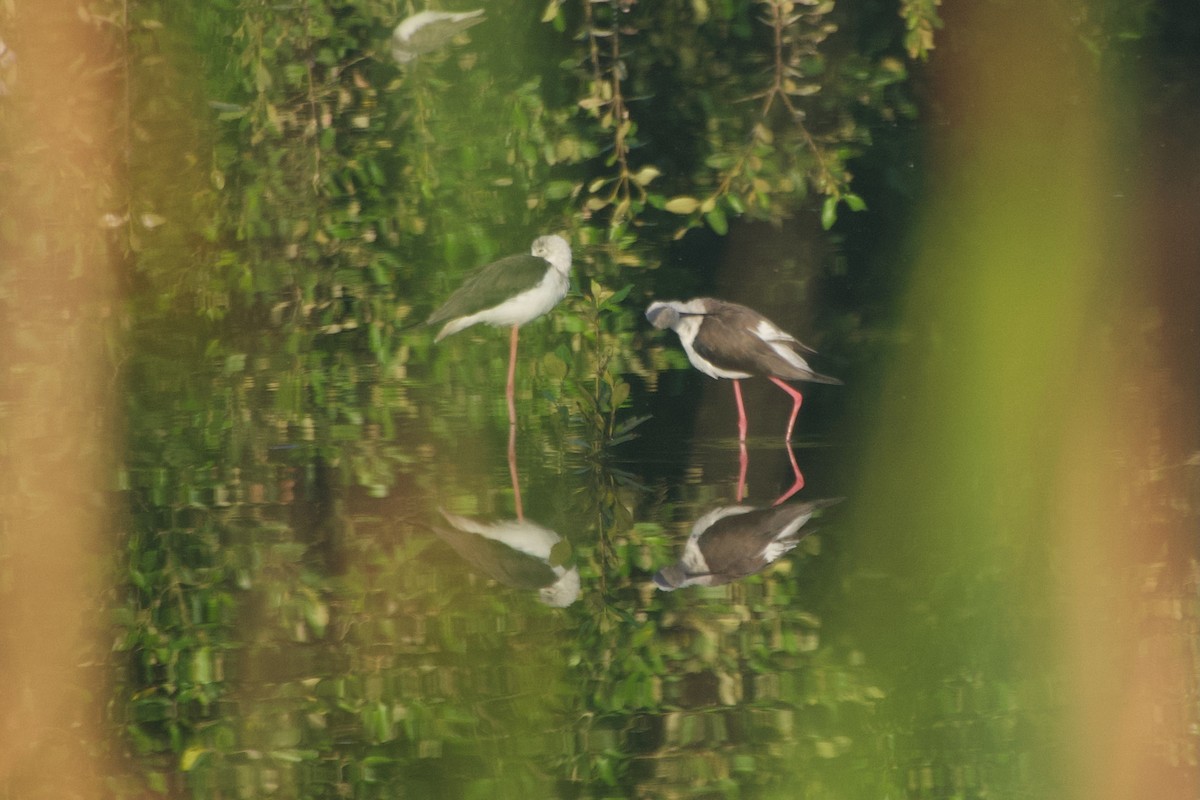 Black-winged Stilt - ML643749560