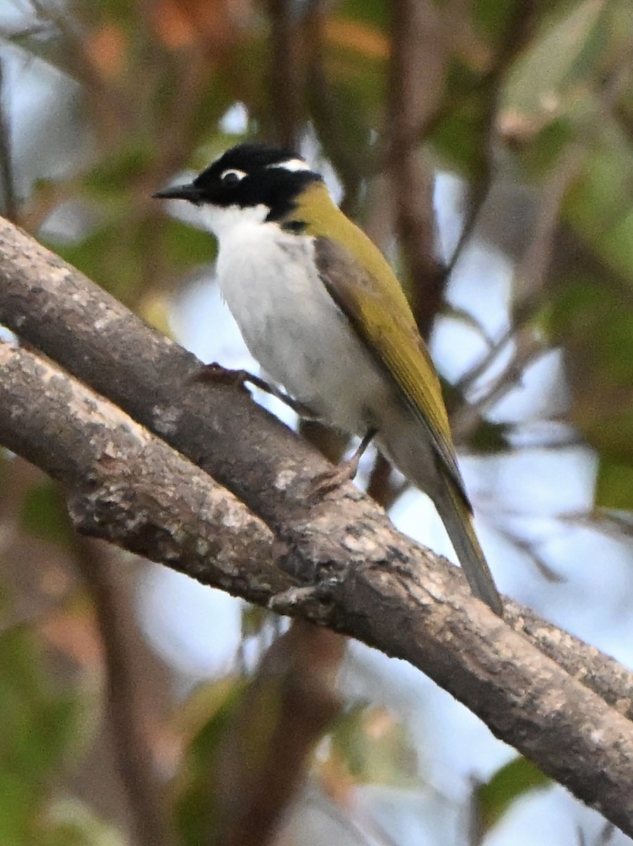 Gilbert's Honeyeater - ML643749575